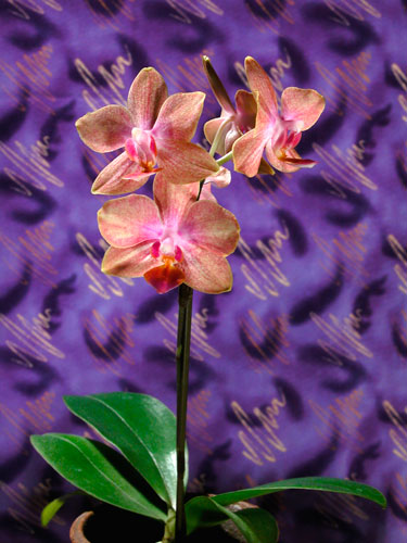 Painterly Orchid