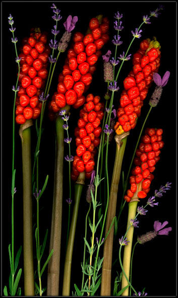 Red Berries and Lavender