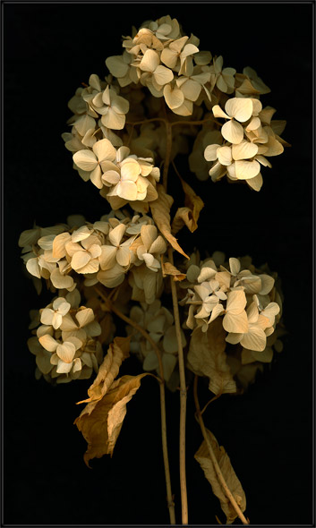 Dried Hydrangea